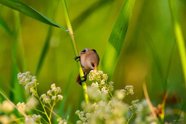 Uccellino Carino Barbuto Reedling Natura Variopinta Habitat Sfondo — Foto Stock