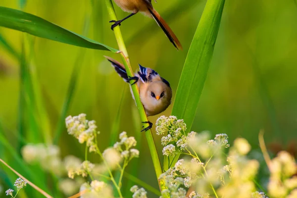 Niedlicher Kleiner Vogel Bärtige Riedlinge Bunte Natur Lebensraum Hintergrund — Stockfoto