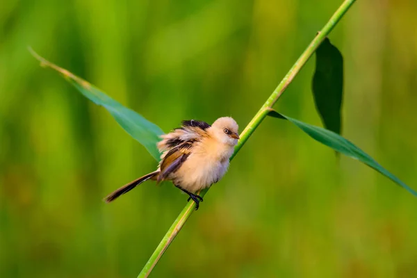 Uccellino Carino Barbuto Reedling Natura Variopinta Habitat Sfondo — Foto Stock