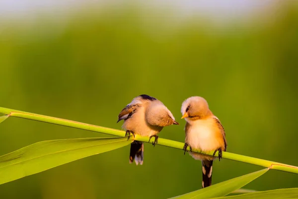 Que Passarinho Giro Barbudo Reedling Natureza Colorida Habitat Fundo — Fotografia de Stock