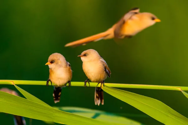 Милий Маленький Птах Бородатий Рідлінг Барвистий Фон Середовища Існування Природи — стокове фото
