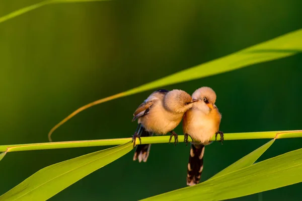 Sevimli Küçük Kuş Sakallı Sazlık Renkli Doğa Habitat Arka Plan — Stok fotoğraf