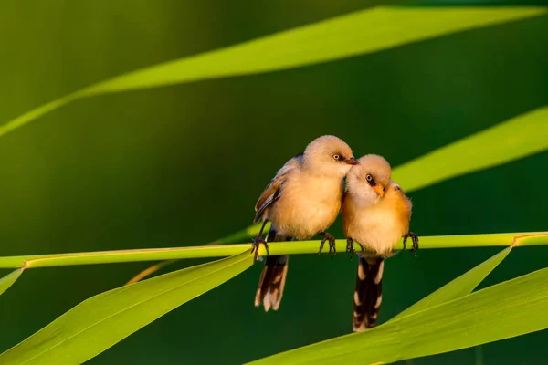 Que Passarinho Giro Barbudo Reedling Natureza Colorida Habitat Fundo — Fotografia de Stock