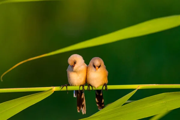 Söt Liten Fågel Skäggiga Reedling Färgglada Natur Habitat Bakgrund — Stockfoto