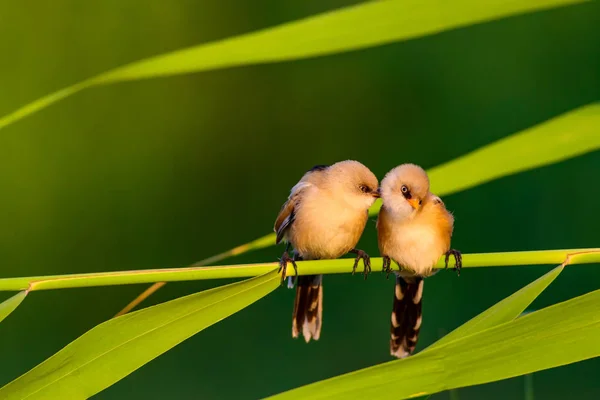 Que Passarinho Giro Barbudo Reedling Natureza Colorida Habitat Fundo — Fotografia de Stock