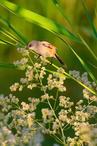 Uccellino Carino Barbuto Reedling Natura Variopinta Habitat Sfondo — Foto Stock