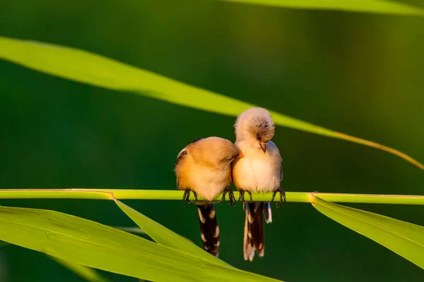 Cute Little Bird Bearded Reedling Colorful Nature Habitat Background — Stock Photo, Image