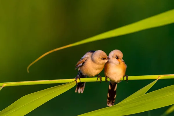 Cute Little Bird Bearded Reedling Colorful Nature Habitat Background — Stock Photo, Image