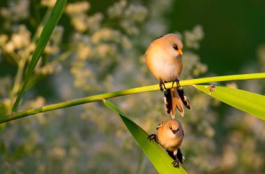 Sevimli küçük kuş. Sakallı Sazlık. Renkli doğa habitat arka plan.