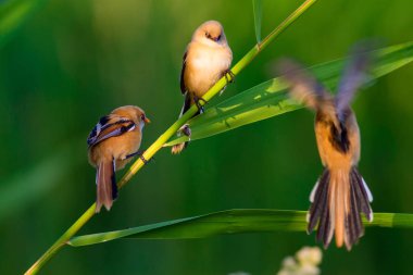 Sevimli küçük kuş. Sakallı Sazlık. Renkli doğa habitat arka plan.