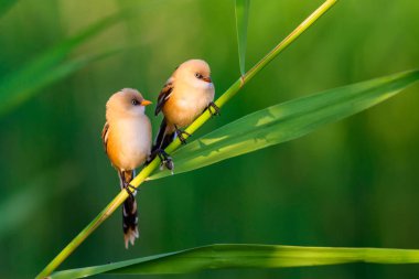Sevimli küçük kuş. Sakallı Sazlık. Renkli doğa habitat arka plan.