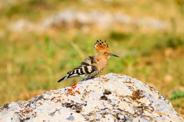 Sevimli kuş çemberi. Sarı yeşil doğa arka plan. Kuş: Avrasya Hoopoe. Upupa epops.