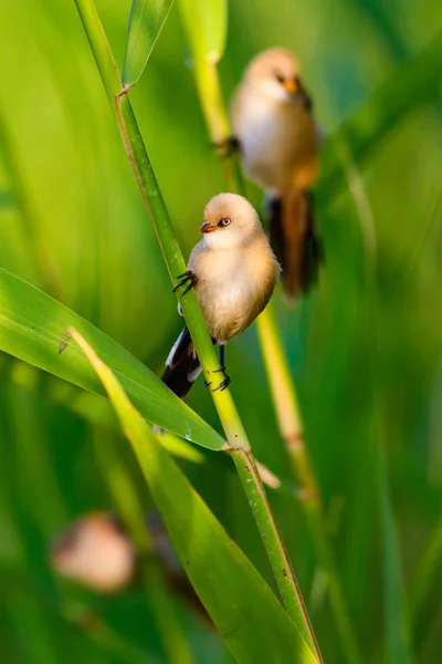 可爱的小鸟胡子里德林 五颜六色的自然栖息地背景 — 图库照片