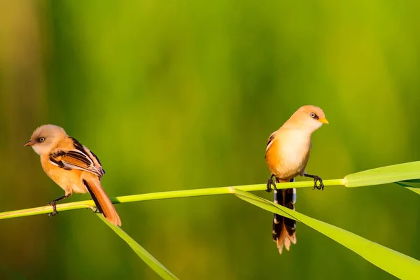 Söt Liten Fågel Skäggiga Reedling Färgglada Natur Habitat Bakgrund — Stockfoto