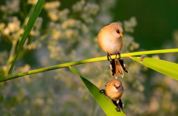 Uccellino Carino Barbuto Reedling Natura Variopinta Habitat Sfondo — Foto Stock