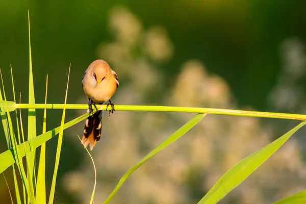 Niedlicher Kleiner Vogel Bärtige Riedlinge Bunte Natur Lebensraum Hintergrund — Stockfoto