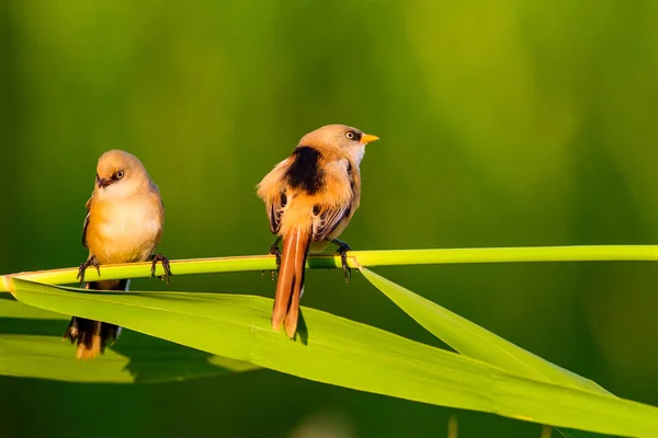 Söt Liten Fågel Skäggiga Reedling Färgglada Natur Habitat Bakgrund — Stockfoto