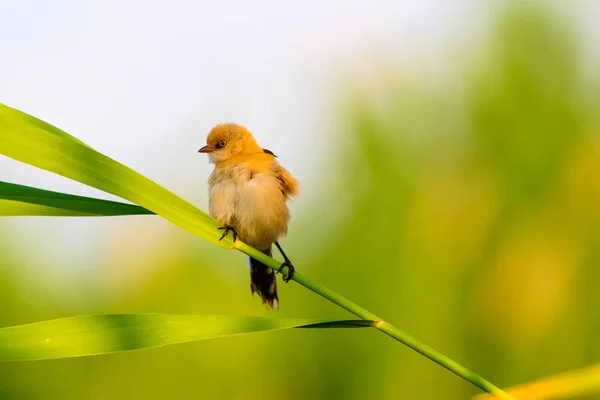 Joli Petit Oiseau Barbu Reedling Nature Colorée Fond Habitat — Photo