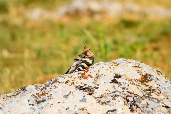 かわいい鳥のフープ 黄色の緑の自然の背景 ユーラシア フープー アップパエポップ — ストック写真