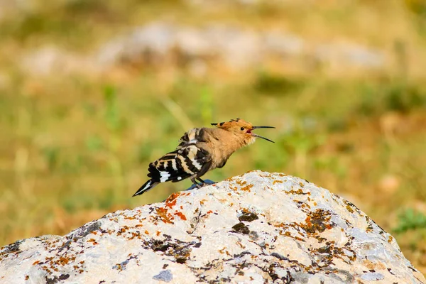 Jolie Huppe Oiseau Fond Vert Jaune Nature Oiseau Hoopoé Eurasien — Photo