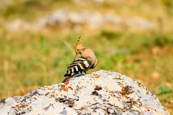 Cute Bird Hoopoe Yellow Green Nature Background Bird Eurasian Hoopoe — Stock Photo, Image