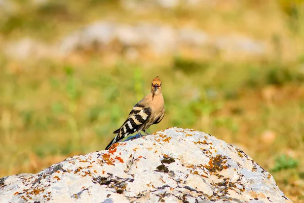 Niedlicher Vogel Wiedehopf Gelb Grüner Natur Hintergrund Vogel Eurasischer Wiedehopf — Stockfoto