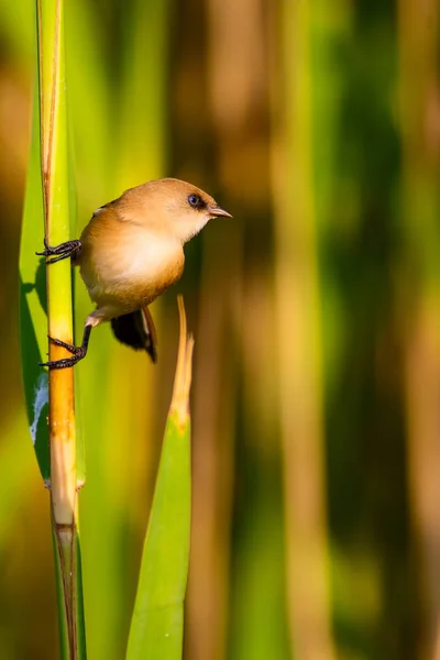 Sevimli Küçük Kuş Sakallı Sazlık Renkli Doğa Habitat Arka Plan — Stok fotoğraf