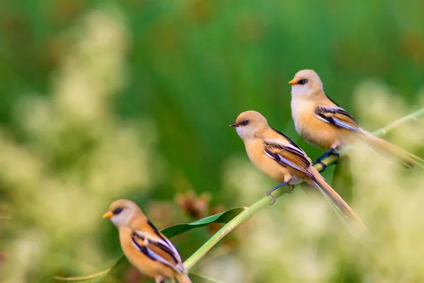 Niedlicher Kleiner Vogel Bärtige Riedlinge Bunte Natur Lebensraum Hintergrund — Stockfoto