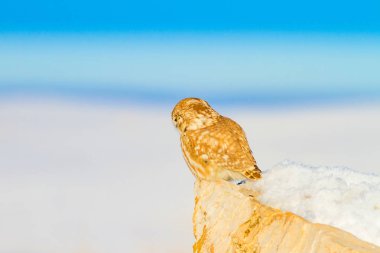 Sevimli küçük baykuş. Beyaz Kış arka planı.
