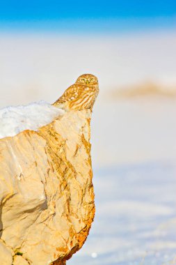 Sevimli küçük baykuş. Beyaz Kış arka planı.