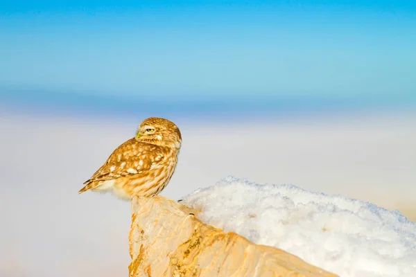 Niedliche Kleine Eule Weißer Winterhintergrund — Stockfoto