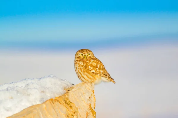 Cute Little Owl White Winter Background — Stock Photo, Image