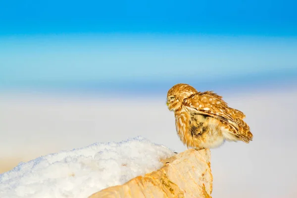 Симпатичная Сова Белый Зимний Фон — стоковое фото