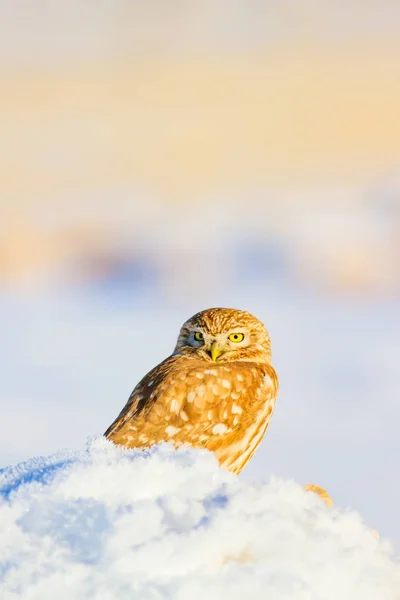 Cute Little Owl White Winter Background — Stock Photo, Image