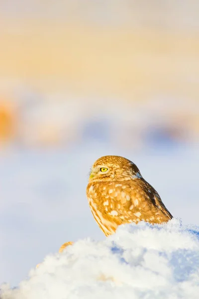 Lindo Búho Fondo Blanco Invierno — Foto de Stock