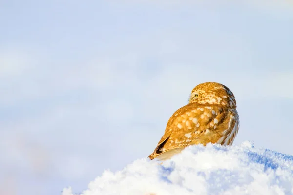 Niedliche Kleine Eule Weißer Winterhintergrund — Stockfoto