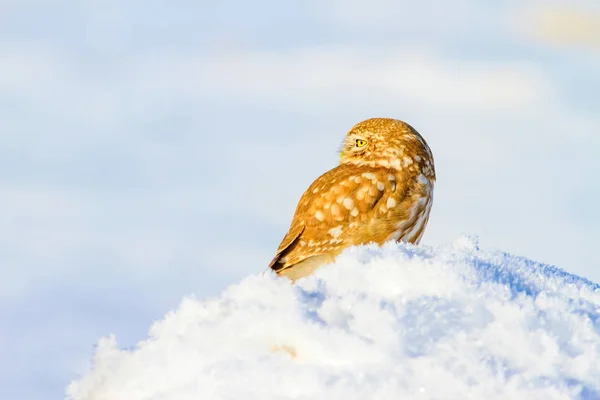 Cute Little Owl White Winter Background — Stock Photo, Image