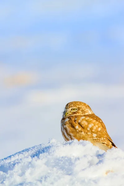Cute Little Owl White Winter Background — Stock Photo, Image
