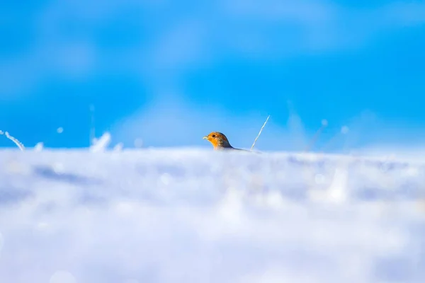 Koroptve Zimní Bílý Sníh Pozadí Pták Šedý Partridge Perdix Perdix — Stock fotografie