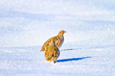 Keklik. Kış ve beyaz kar arka plan. Kuş: gri keklik. Perdix Perdix. 