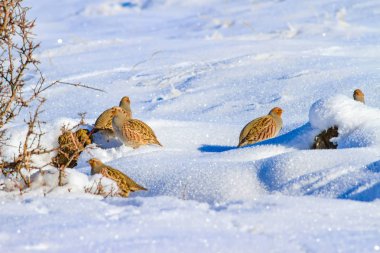 Keklik. Kış ve beyaz kar arka plan. Kuş: gri keklik. Perdix Perdix. 