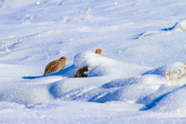 Keklik. Kış ve beyaz kar arka plan. Kuş: gri keklik. Perdix Perdix. 