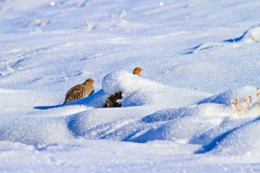 Keklik. Kış ve beyaz kar arka plan. Kuş: gri keklik. Perdix Perdix. 