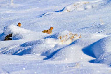 Keklik. Kış ve beyaz kar arka plan. Kuş: gri keklik. Perdix Perdix. 