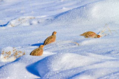 Keklik. Kış ve beyaz kar arka plan. Kuş: gri keklik. Perdix Perdix. 