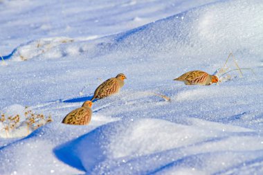 Keklik. Kış ve beyaz kar arka plan. Kuş: gri keklik. Perdix Perdix. 