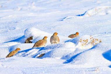 Keklik. Kış ve beyaz kar arka plan. Kuş: gri keklik. Perdix Perdix. 