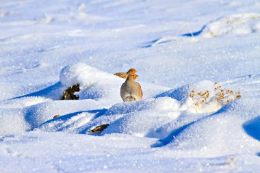 Keklik. Kış ve beyaz kar arka plan. Kuş: gri keklik. Perdix Perdix. 