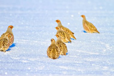 Keklik. Kış ve beyaz kar arka plan. Kuş: gri keklik. Perdix Perdix. 