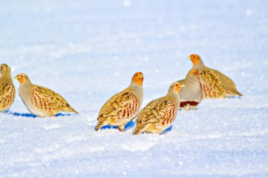 Keklik. Kış ve beyaz kar arka plan. Kuş: gri keklik. Perdix Perdix. 